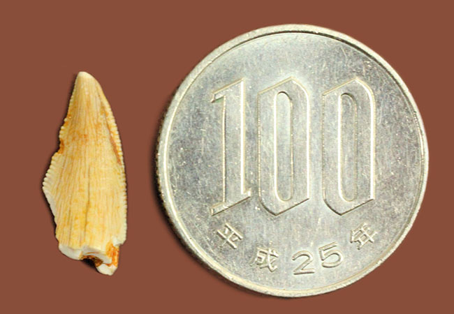 三角州の疾走者こと、デルタドロメウスの歯化石(Deltadromeus agilis)。専用展示ケース付き。(その7)