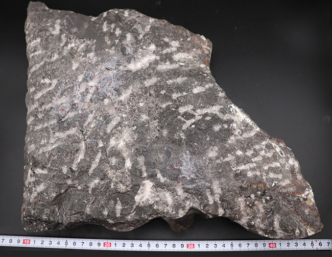 ド迫力！３０センチ超えのオルソセラスと立派なゴニアタイト（Goniatite）３点を含むマルチプレート化石（その11）