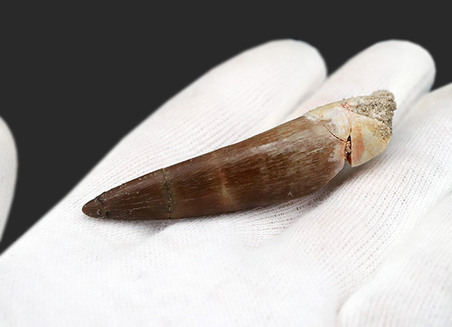 美しい湾曲にご注目、100％ナチュラル！首長竜、エラスモサウルス