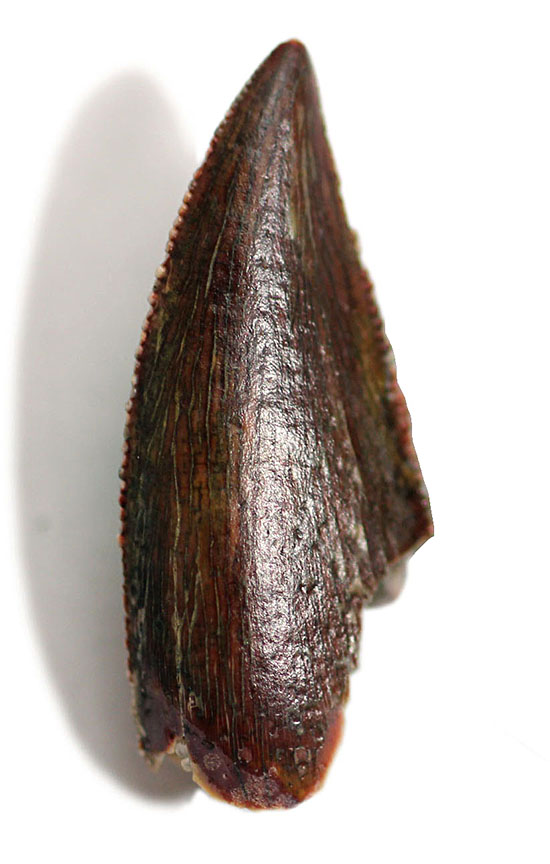 謎多き希少恐竜アベリサウルス科の上質歯化石(その1)