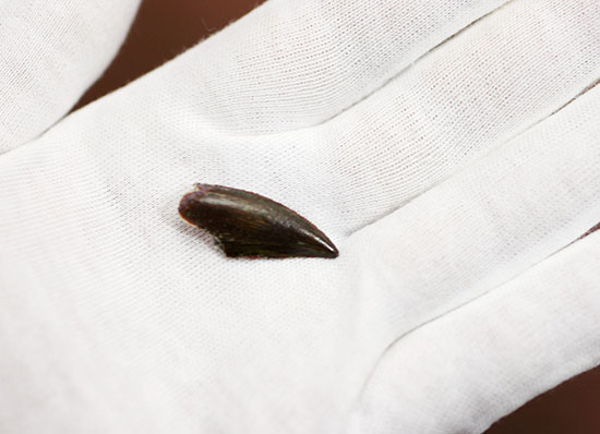 謎多き希少恐竜アベリサウルス科の上質歯化石(その10)