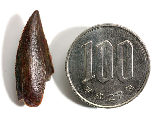 謎多き希少恐竜アベリサウルス科の上質歯化石(その12)
