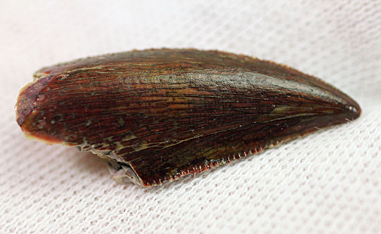謎多き希少恐竜アベリサウルス科の上質歯化石(その3)
