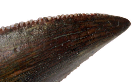 謎多き希少恐竜アベリサウルス科の上質歯化石(その5)