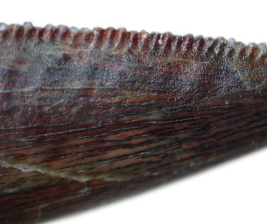 謎多き希少恐竜アベリサウルス科の上質歯化石(その6)