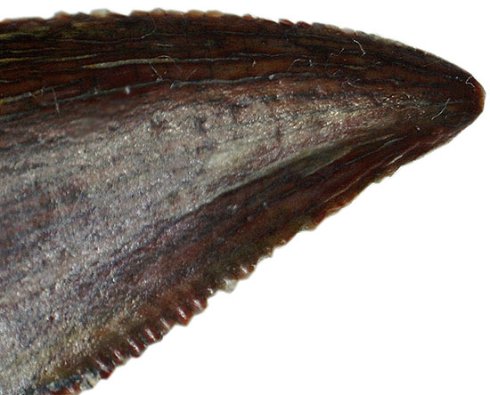 謎多き希少恐竜アベリサウルス科の上質歯化石(その7)