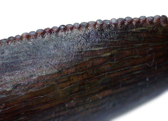 謎多き希少恐竜アベリサウルス科の上質歯化石(その8)