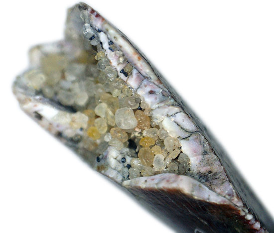 謎多き希少恐竜アベリサウルス科の上質歯化石(その9)