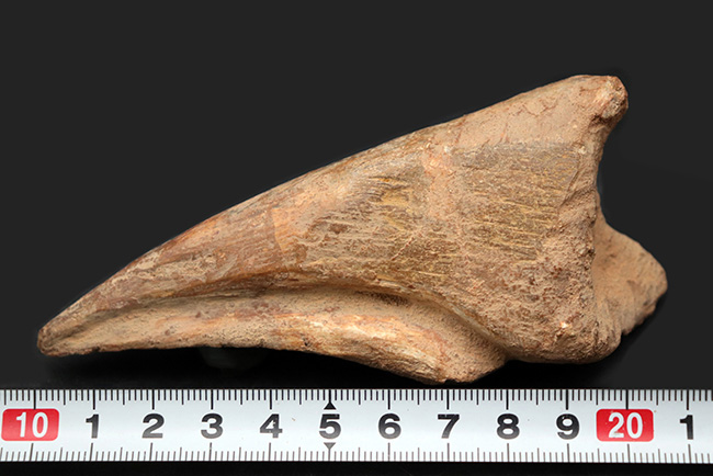 ド迫力！カーブ計測１１８ミリ、周長２１０ミリに達する、巨大なスピノサウルス（Spinosaurus）のフットクロウ（足爪）の化石（その11）