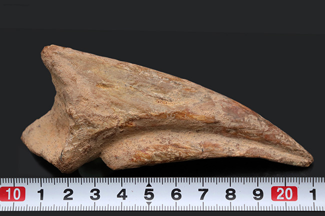 ド迫力！カーブ計測１１８ミリ、周長２１０ミリに達する、巨大なスピノサウルス（Spinosaurus）のフットクロウ（足爪）の化石（その12）