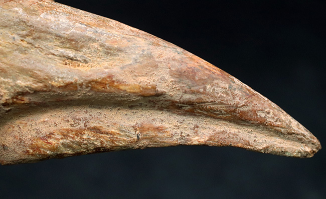 ド迫力！カーブ計測１１８ミリ、周長２１０ミリに達する、巨大なスピノサウルス（Spinosaurus）のフットクロウ（足爪）の化石（その9）