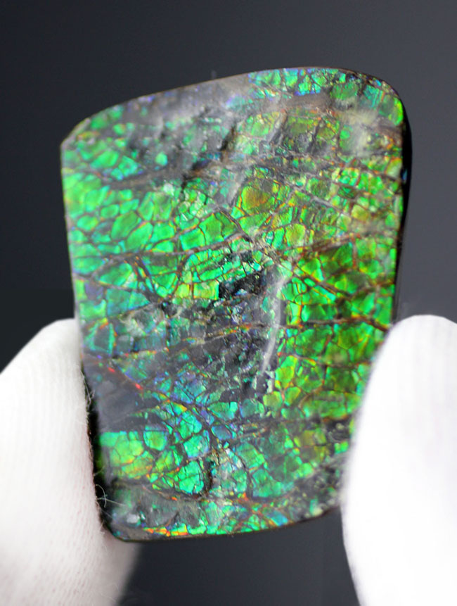 グリーン、時にブルー、ドラゴンスキンと呼ばれるテクスチュア構造をなすアンモライト(Ammolite)ピース。(その1)
