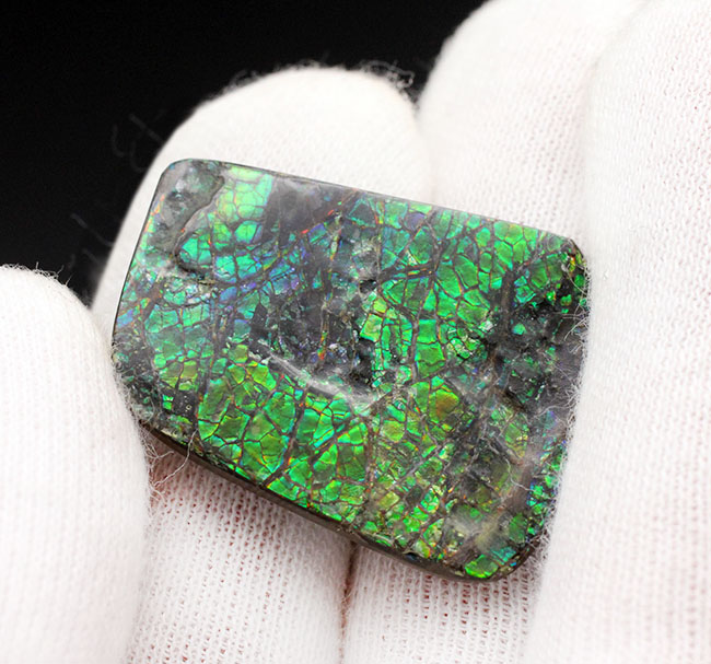 グリーン、時にブルー、ドラゴンスキンと呼ばれるテクスチュア構造をなすアンモライト(Ammolite)ピース。(その2)