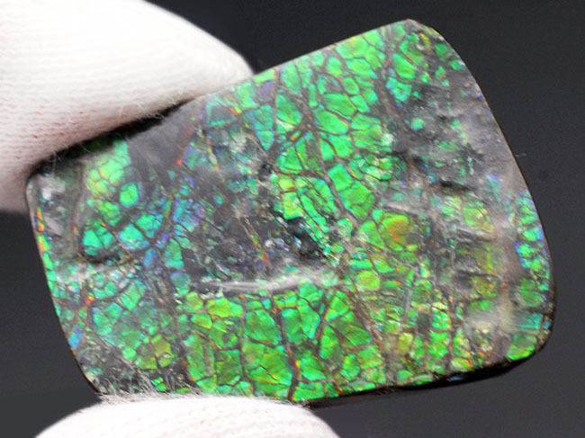 グリーン、時にブルー、ドラゴンスキンと呼ばれるテクスチュア構造をなすアンモライト(Ammolite)ピース。(その4)