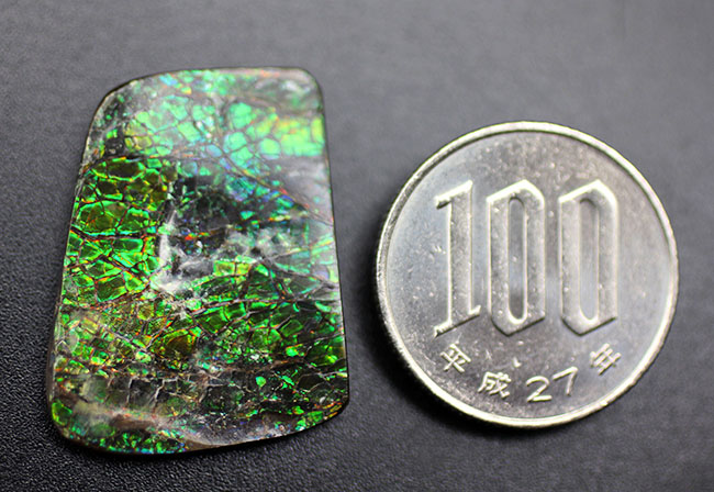 グリーン、時にブルー、ドラゴンスキンと呼ばれるテクスチュア構造をなすアンモライト(Ammolite)ピース。(その6)