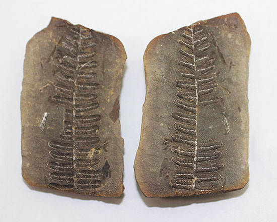 シダと種子植物の中間的存在、植物化石ペコプテリス(Pecopteris sp.)の葉の化石（その2）