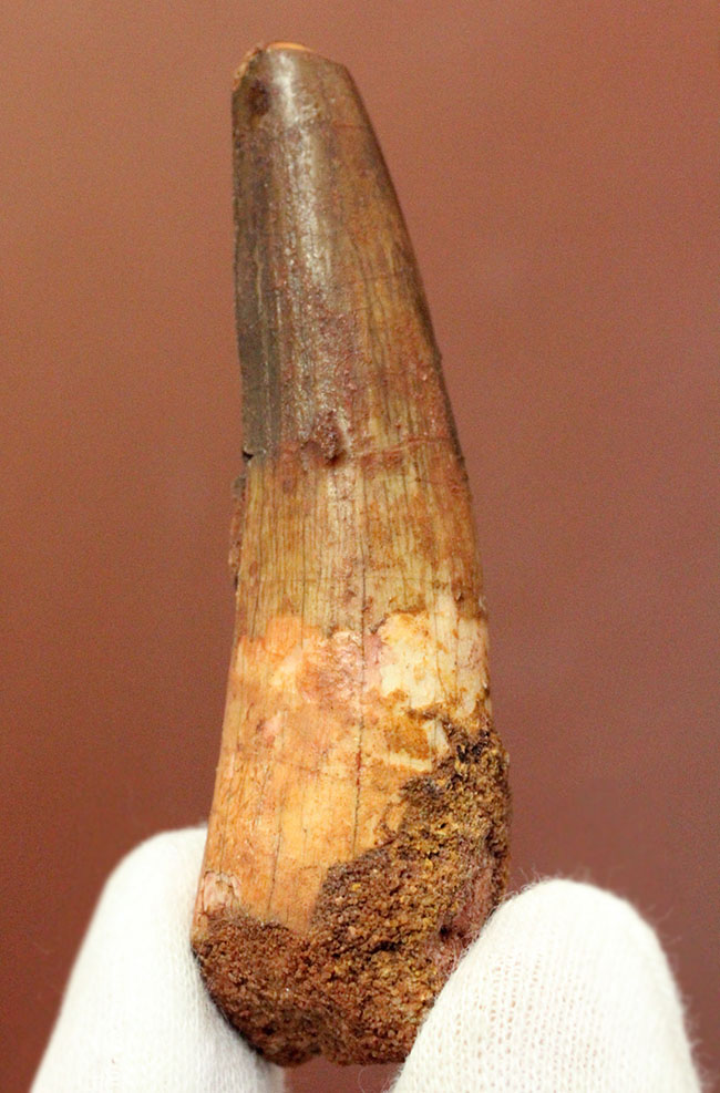 まだまだ目が離せない人気恐竜スピノサウルス(Spinosaurus)歯化石。上質のエナメル質。(その1)