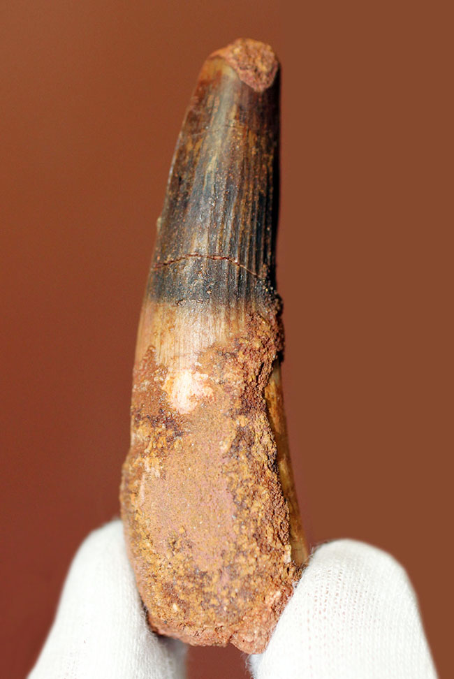 まだまだ目が離せない人気恐竜スピノサウルス(Spinosaurus)歯化石。上質のエナメル質。(その2)