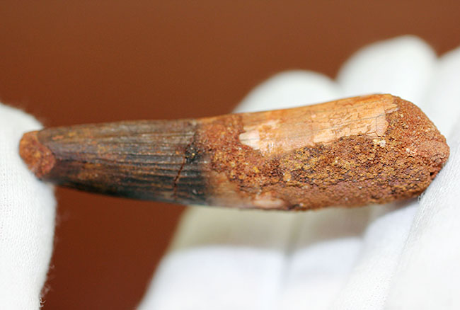 まだまだ目が離せない人気恐竜スピノサウルス(Spinosaurus)歯化石。上質のエナメル質。(その3)