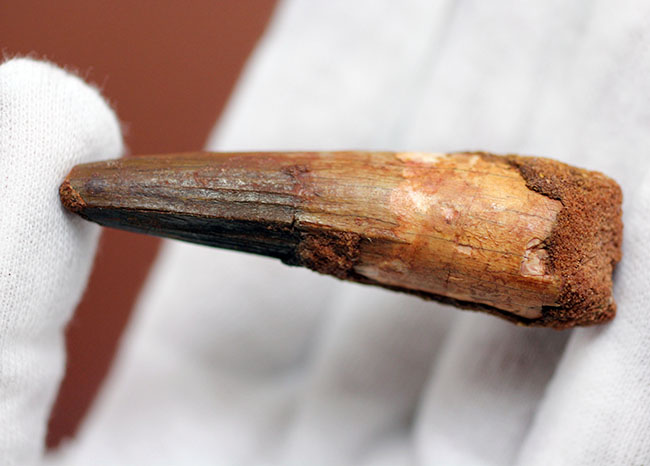 まだまだ目が離せない人気恐竜スピノサウルス(Spinosaurus)歯化石。上質のエナメル質。(その4)