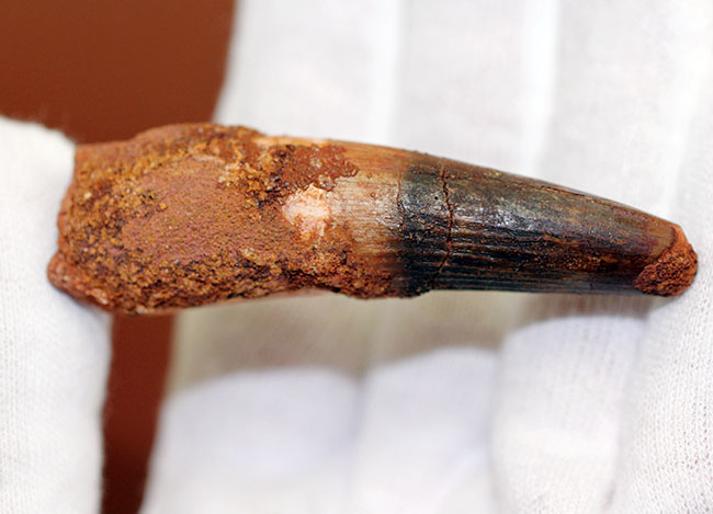 まだまだ目が離せない人気恐竜スピノサウルス(Spinosaurus)歯化石。上質のエナメル質。(その5)
