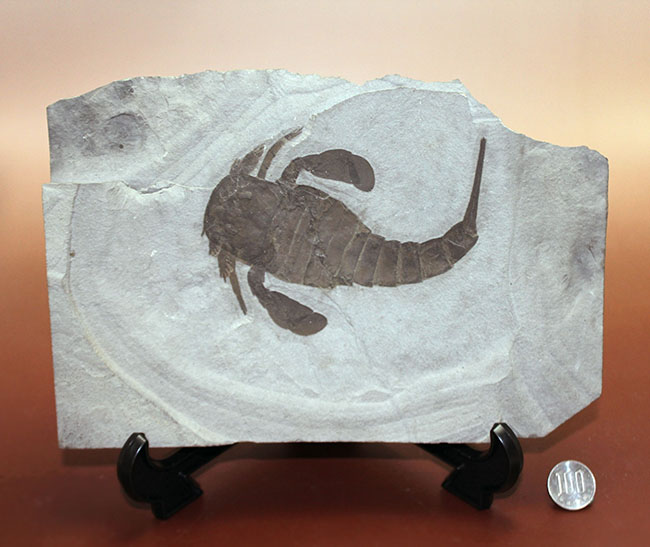極上品。体長(カーブ計測)16センチ超え!古生代のウミサソリ、ユーリプテルス・レミペス(Eurypterus remipes)のパーフェクト標本(その13)
