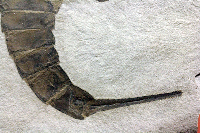 極上品。体長（カーブ計測）１６センチ超え！古生代のウミサソリ、ユーリプテルス・レミペス（Eurypterus remipes）のパーフェクト標本（その9）