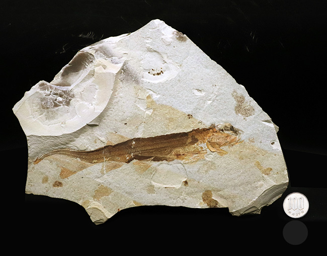 ベリーレア!まず入手が叶わない、極めてレアな、白亜紀のチョウザメ、ペイピアオステウス (Peipiaosteus)の化石(その11)