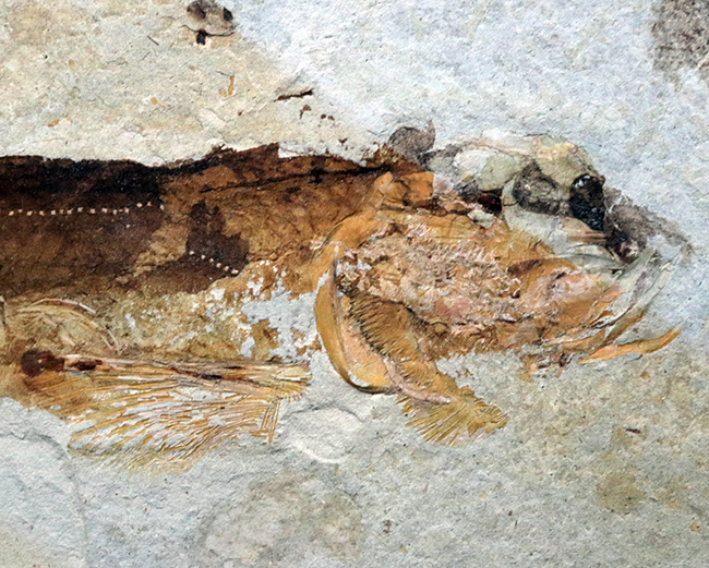 ベリーレア!まず入手が叶わない、極めてレアな、白亜紀のチョウザメ、ペイピアオステウス (Peipiaosteus)の化石(その3)
