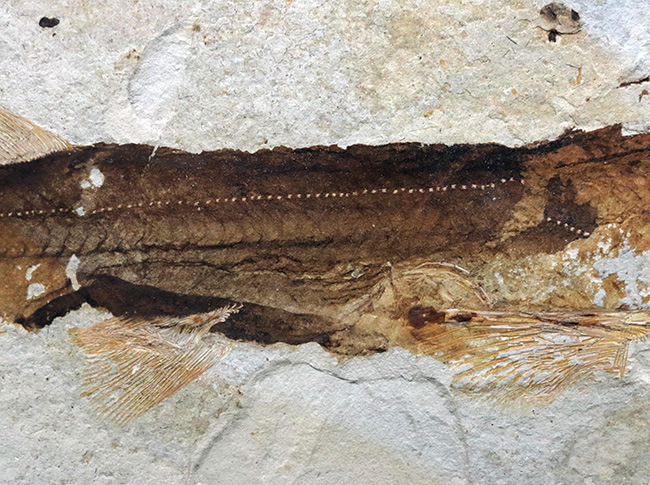 ベリーレア!まず入手が叶わない、極めてレアな、白亜紀のチョウザメ、ペイピアオステウス (Peipiaosteus)の化石(その4)