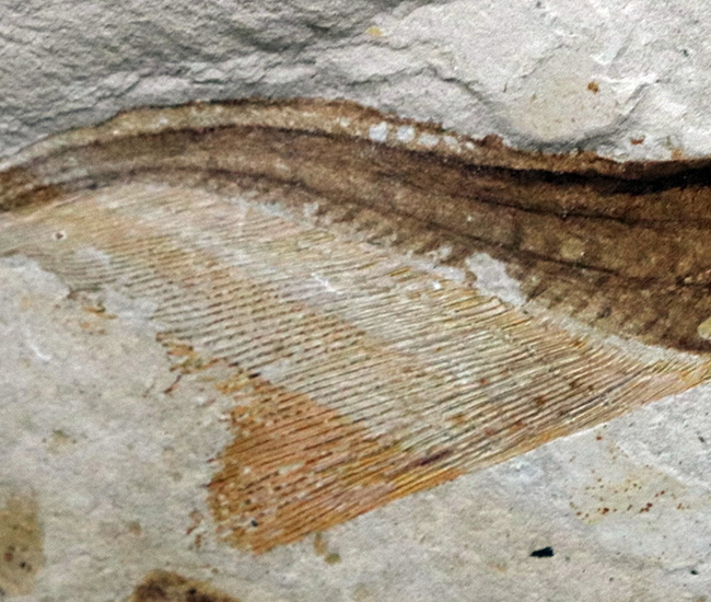 ベリーレア!まず入手が叶わない、極めてレアな、白亜紀のチョウザメ、ペイピアオステウス (Peipiaosteus)の化石(その5)