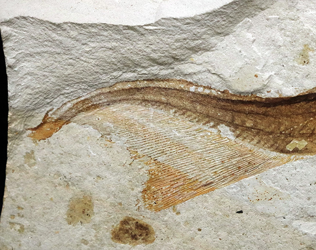 ベリーレア!まず入手が叶わない、極めてレアな、白亜紀のチョウザメ、ペイピアオステウス (Peipiaosteus)の化石(その6)
