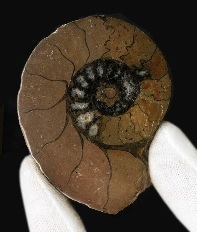 カーキ色が特徴的なモロッコ産のハーフカットアンモナイト(Ammonite)、ペア標本(その2)