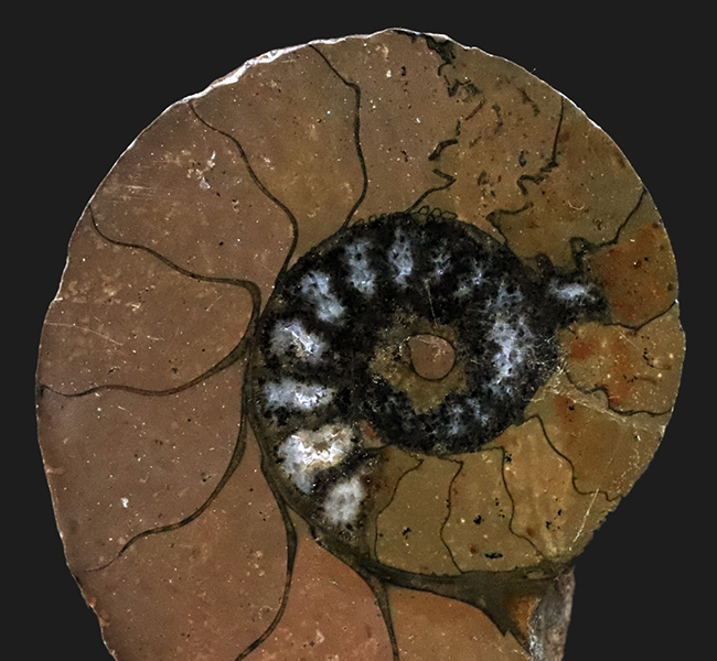 カーキ色が特徴的なモロッコ産のハーフカットアンモナイト（Ammonite）、ペア標本（その3）