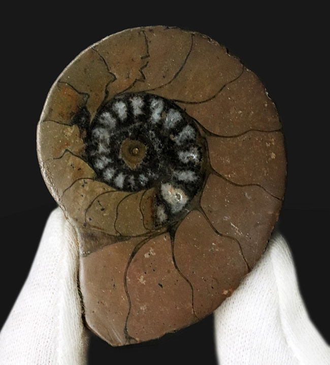 カーキ色が特徴的なモロッコ産のハーフカットアンモナイト(Ammonite)、ペア標本(その4)