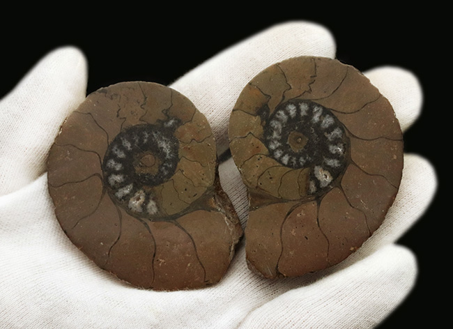 カーキ色が特徴的なモロッコ産のハーフカットアンモナイト（Ammonite）、ペア標本（その5）