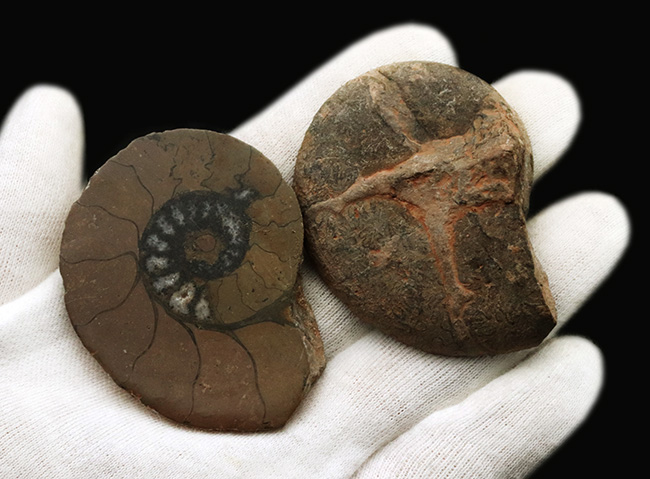 カーキ色が特徴的なモロッコ産のハーフカットアンモナイト（Ammonite）、ペア標本（その6）