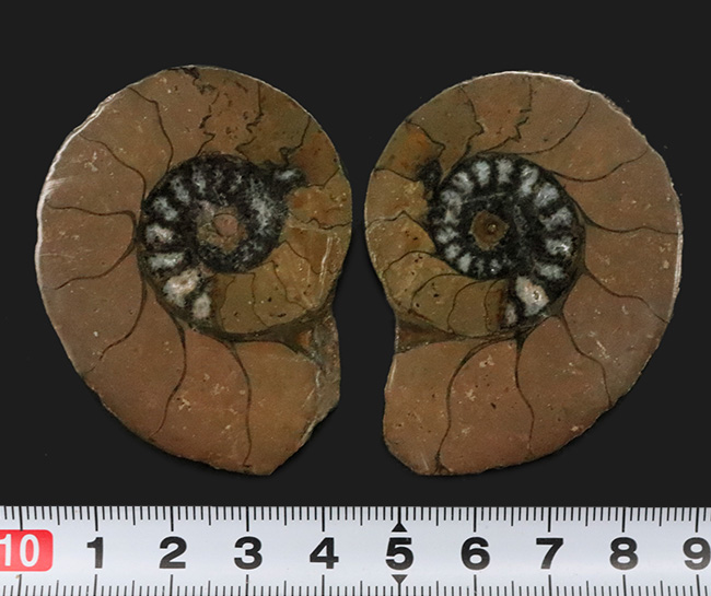 カーキ色が特徴的なモロッコ産のハーフカットアンモナイト(Ammonite)、ペア標本(その7)