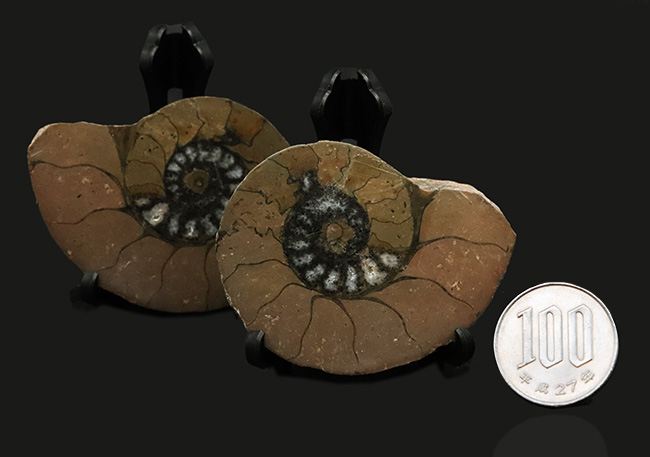 カーキ色が特徴的なモロッコ産のハーフカットアンモナイト(Ammonite)、ペア標本(その8)