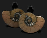 カーキ色が特徴的なモロッコ産のハーフカットアンモナイト（Ammonite）、ペア標本
