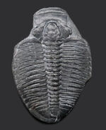 ３５ミリに達するビッグなエルラシア・キンギ（Elrathia Kingi）。米国ユタ州を代表する最古の三葉虫の一つ