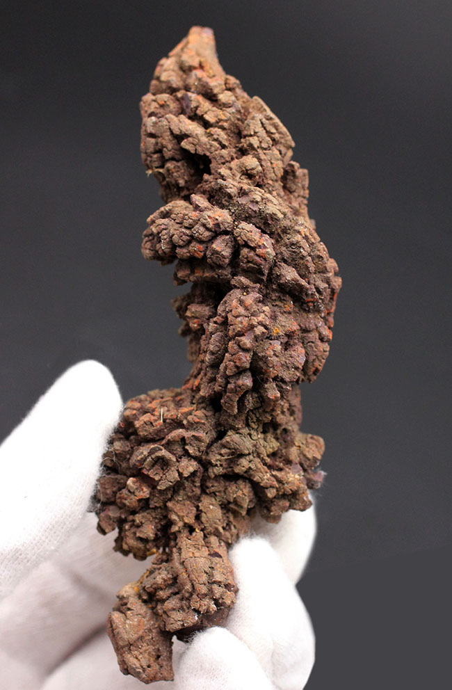 約５０００万年前の水棲生物、ウミガメと思しき糞の化石（Coprolite