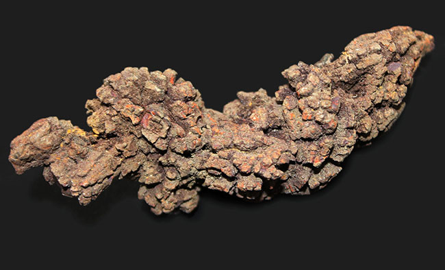 約５０００万年前の水棲生物、ウミガメと思しき糞の化石（Coprolite）（その5）