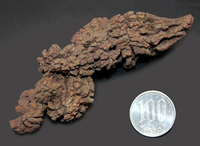 約５０００万年前の水棲生物、ウミガメと思しき糞の化石（Coprolite）（その6）