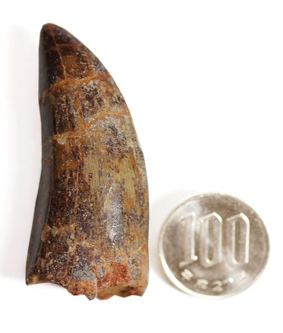 分厚い!北アフリカの荒くれ者、カルカロドントサウルスのズッシリした歯化石(Carcharodontosaurus)(その14)