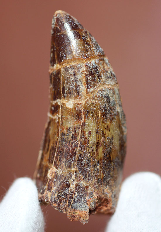 分厚い!北アフリカの荒くれ者、カルカロドントサウルスのズッシリした歯化石(Carcharodontosaurus)(その2)