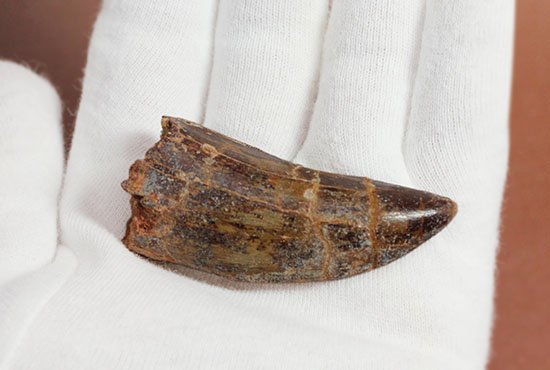 分厚い!北アフリカの荒くれ者、カルカロドントサウルスのズッシリした歯化石(Carcharodontosaurus)(その3)