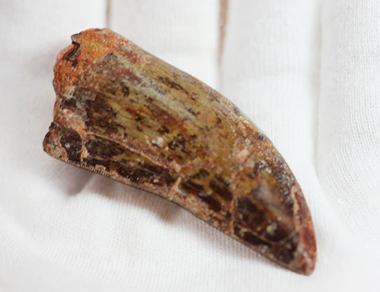 分厚い!北アフリカの荒くれ者、カルカロドントサウルスのズッシリした歯化石(Carcharodontosaurus)(その4)