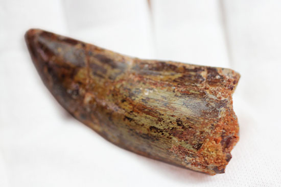 分厚い!北アフリカの荒くれ者、カルカロドントサウルスのズッシリした歯化石(Carcharodontosaurus)(その5)