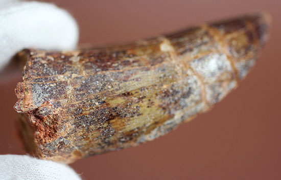 分厚い!北アフリカの荒くれ者、カルカロドントサウルスのズッシリした歯化石(Carcharodontosaurus)(その7)